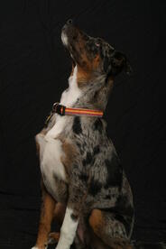 Catahoula_Leopard_Hound_Dog